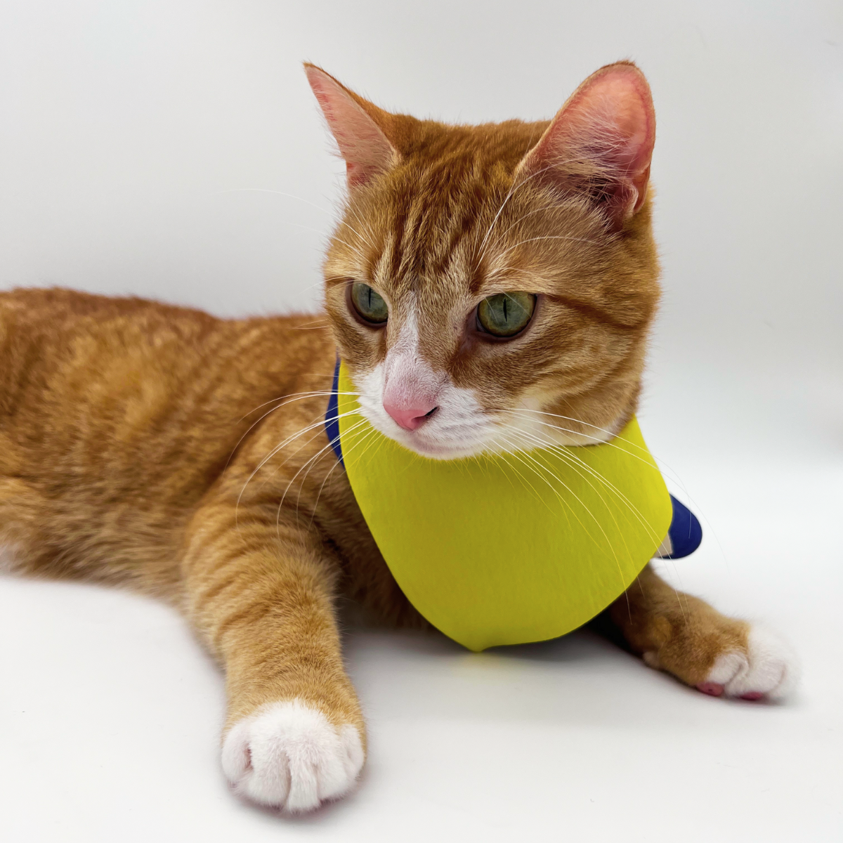 Colorblock Dog & Cat Bandana