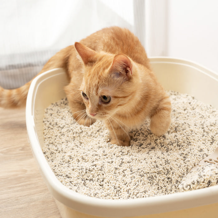 Enviro-Probiotics Clumping Tofu Cat Litter - Short (6-lb bag)|益生菌消臭豆腐砂 原味(米粒型) 6-lb bag