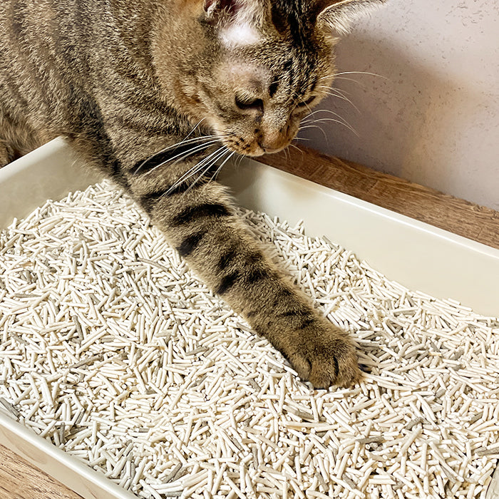 Enviro-Probiotics Clumping Tofu Cat Litter - Strip (6-lb bag)|益生菌消臭豆腐砂 原味(條型) 6-lb bag