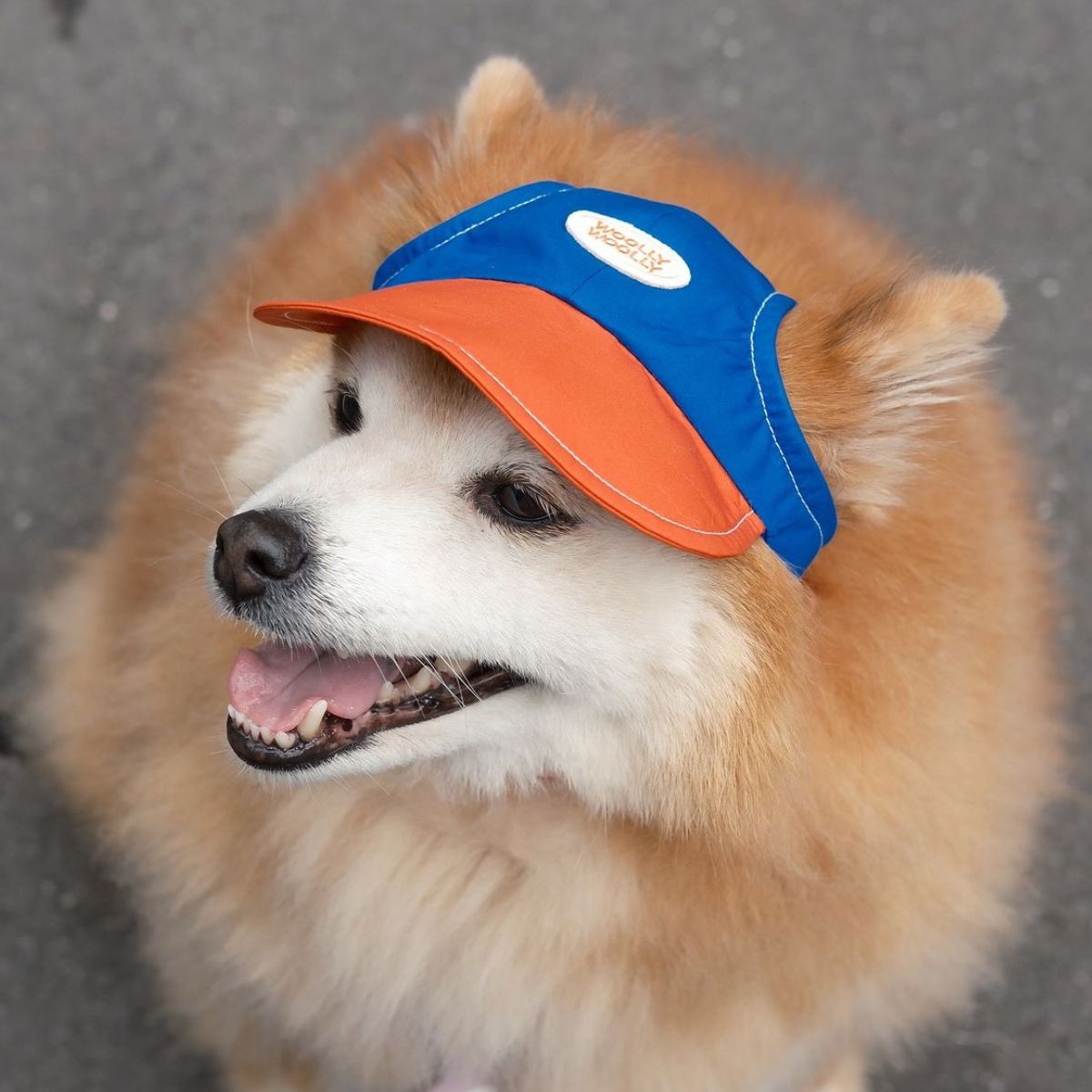 Colorblock Dog & Cat Cap｜Blue/Orange